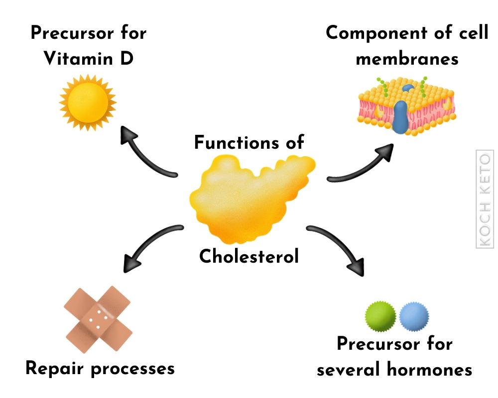 Functions of Cholesterol Infographic