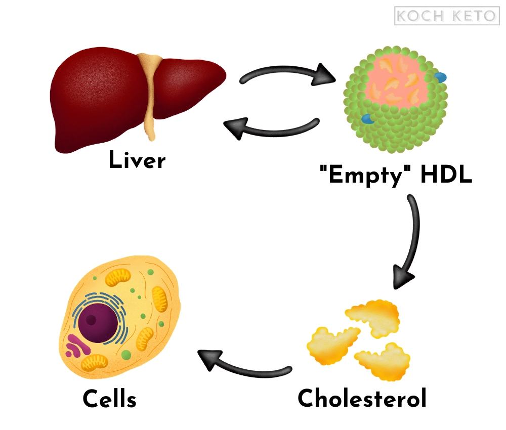 Functions of HDL Infographic