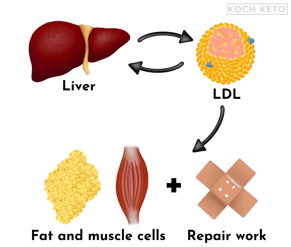 Functions of LDL Infographic