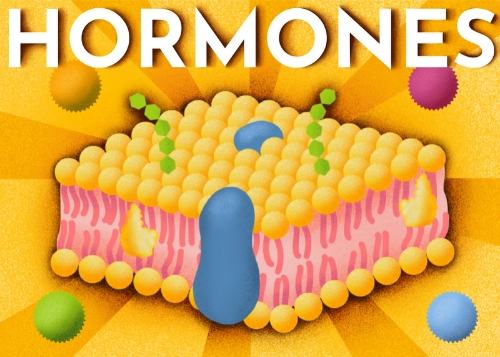 Hormones Thumbnail