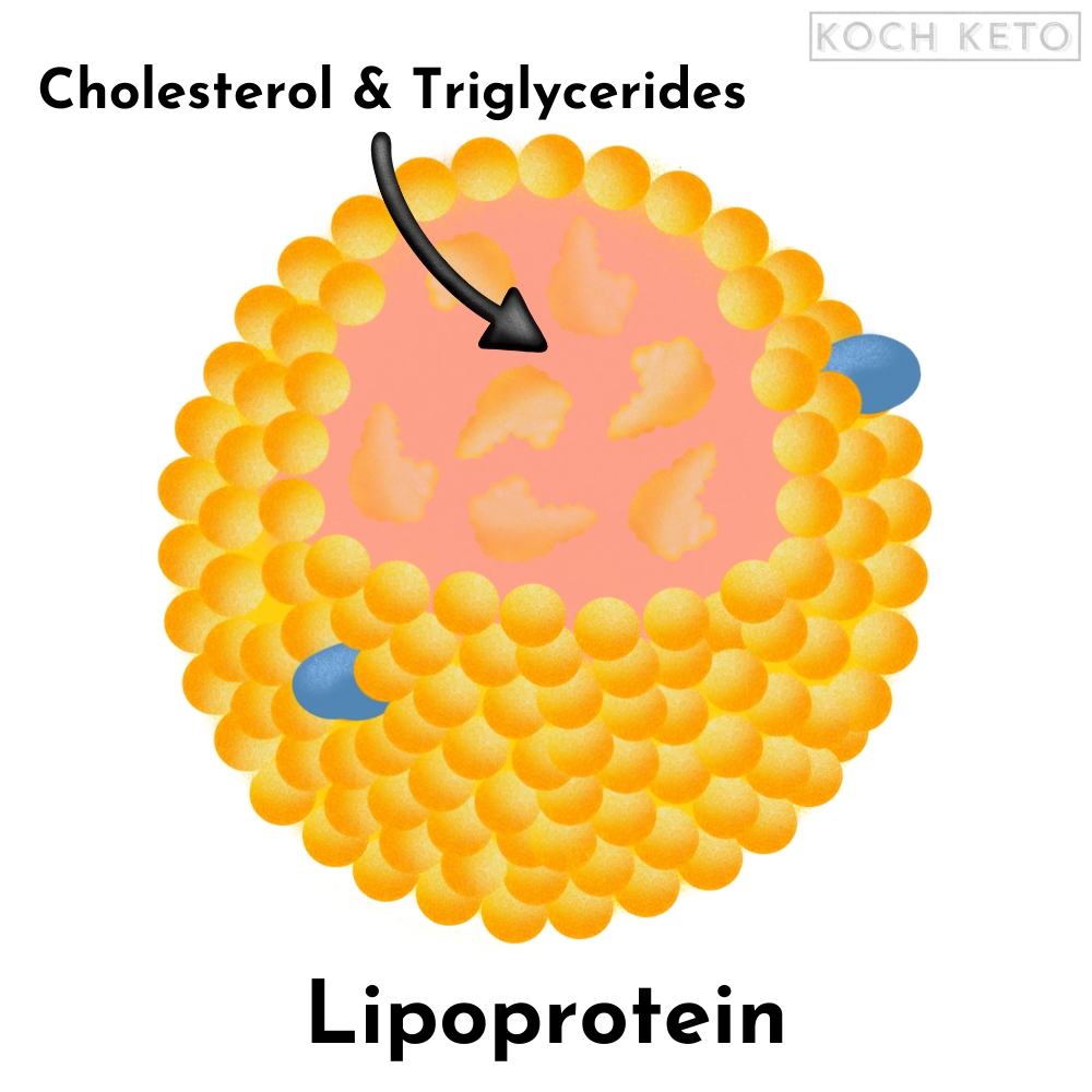 Lipoprotein Infographic