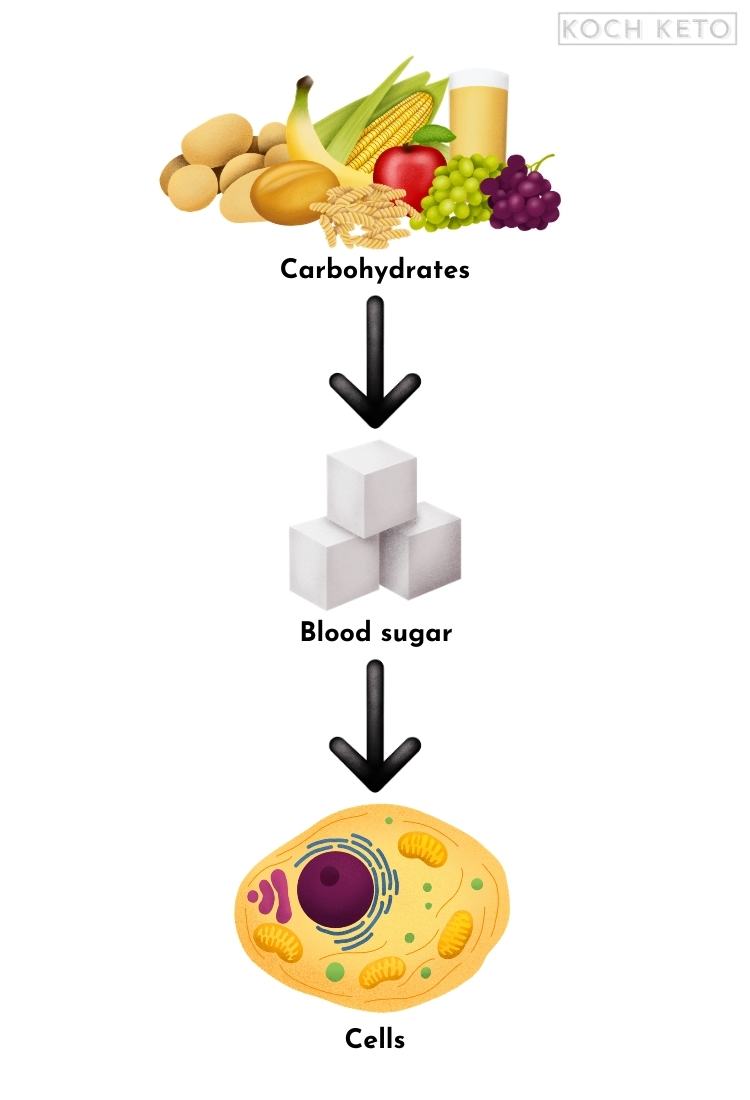 Carbohydrate Metabolism Infographic