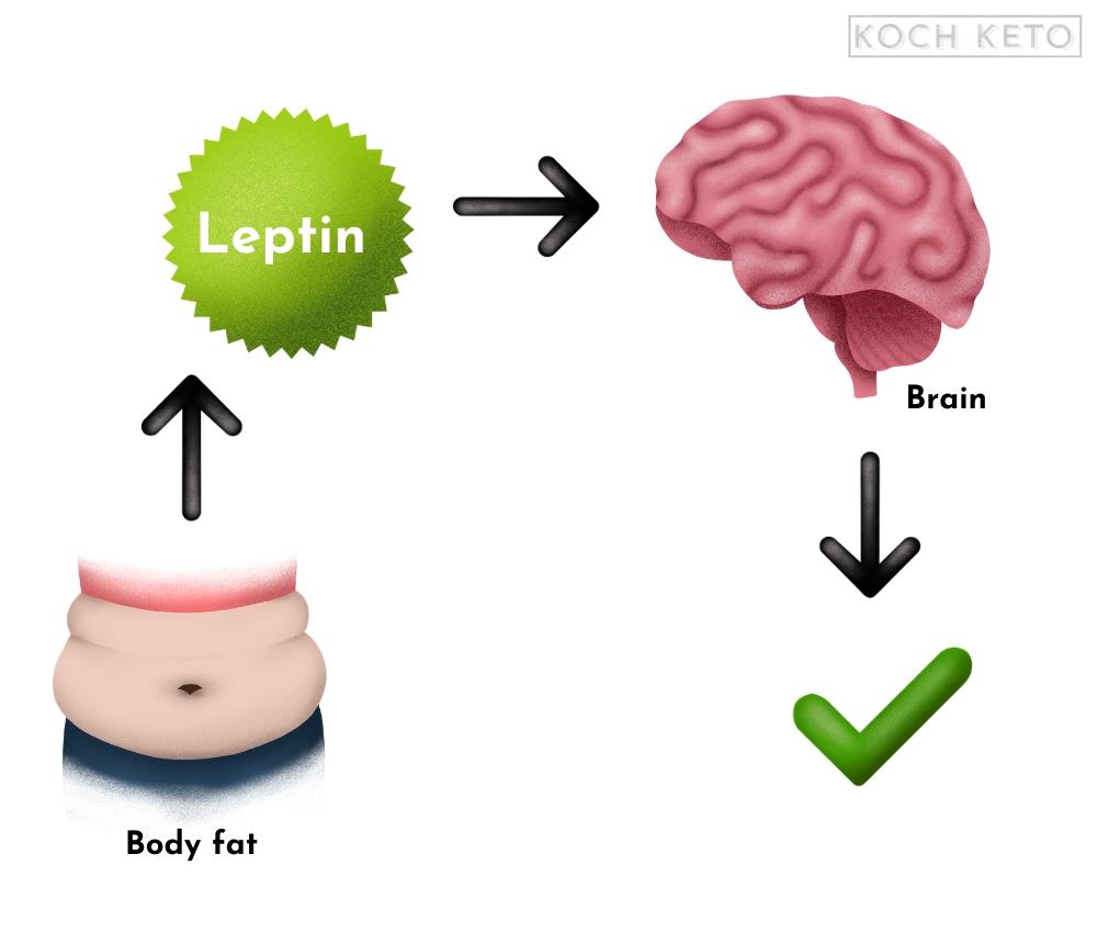 Function of Leptin Infographic